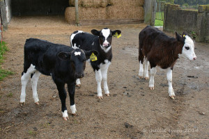 Fresian Calves by Shellie at Flickr